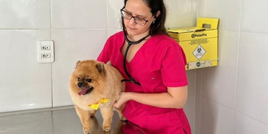 Saiba tudo sobre o teste 4Dx: protegendo seu cão das principais doenças de carrapatos