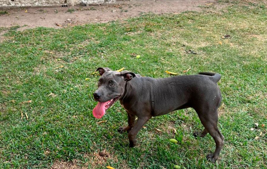 Como proteger seu pet do calor e da fumaça em Manaus